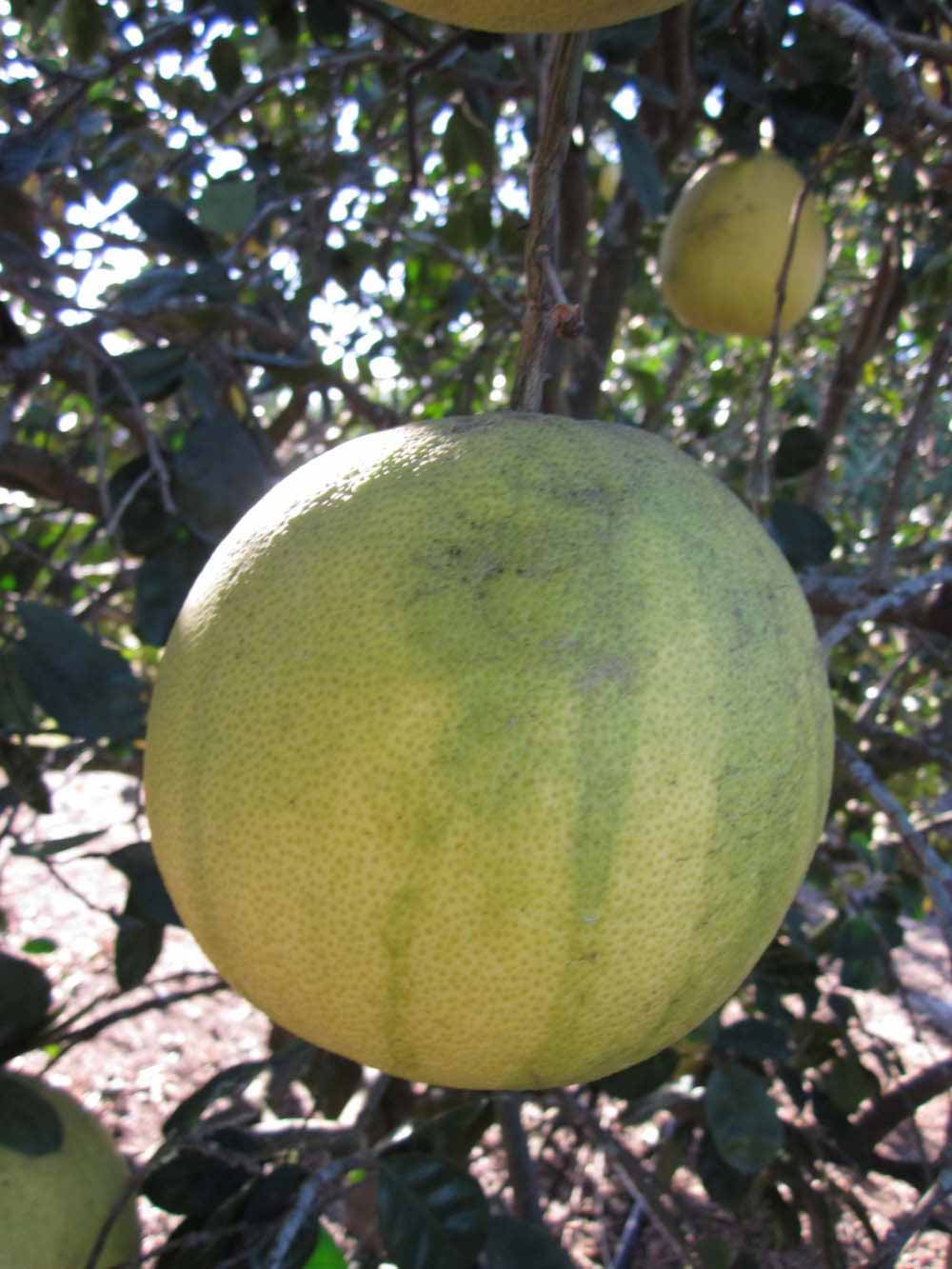            Fruit (Winter Haven, FL)   